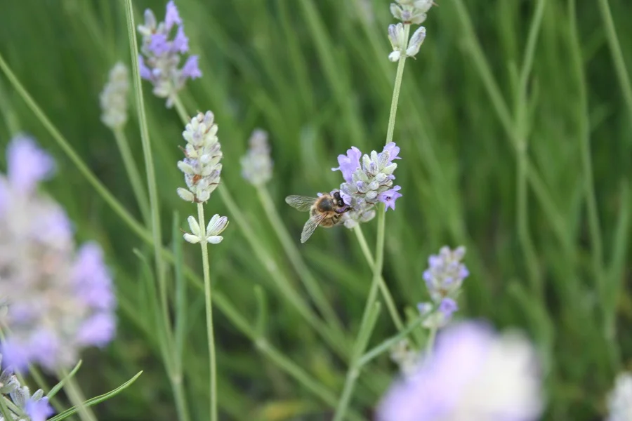 sauvegarde-abeilles Bee friendly